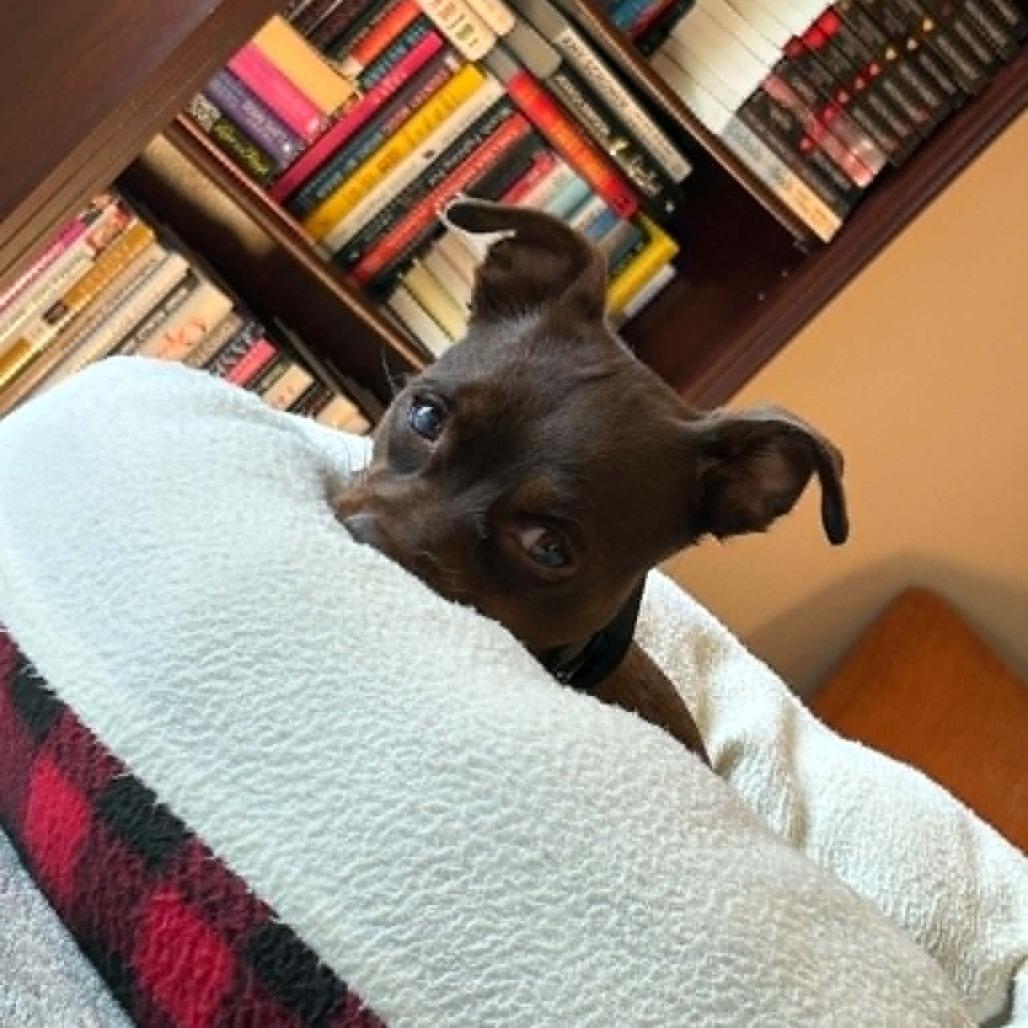 Zoey, Adoptable, Adult Female Chihuahua & Mixed Breed.