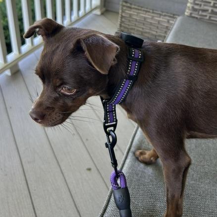 Zoey, a Adoptable mixed breed in Alma, WI image 2/6