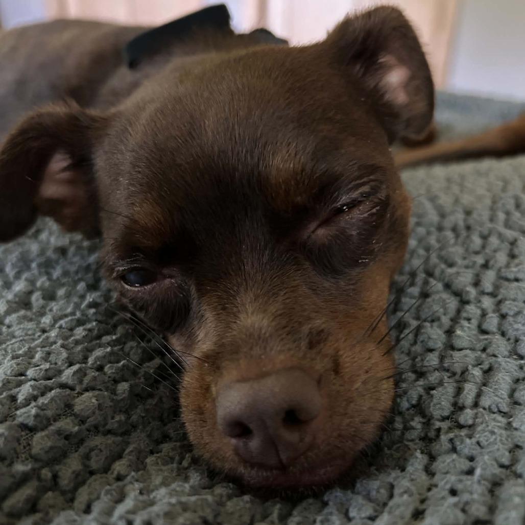 Zoey, a Adoptable mixed breed in Alma, WI image 3/6