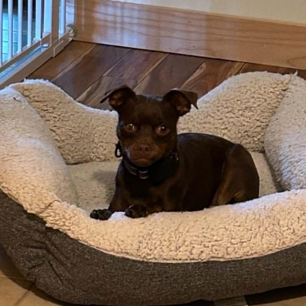 Zoey, a Adoptable mixed breed in Alma, WI image 4/6