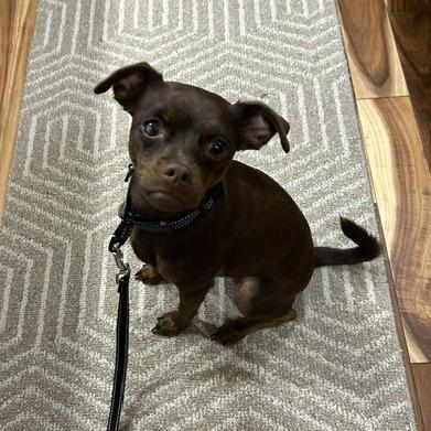Zoey, a Adoptable mixed breed in Alma, WI image 5/6