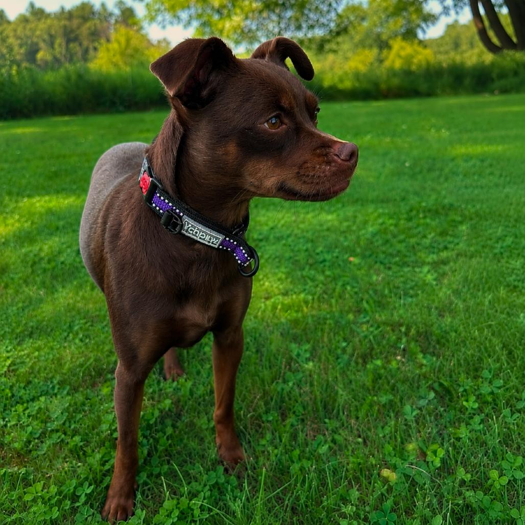 Zoey, a Adoptable mixed breed in Alma, WI image 6/6