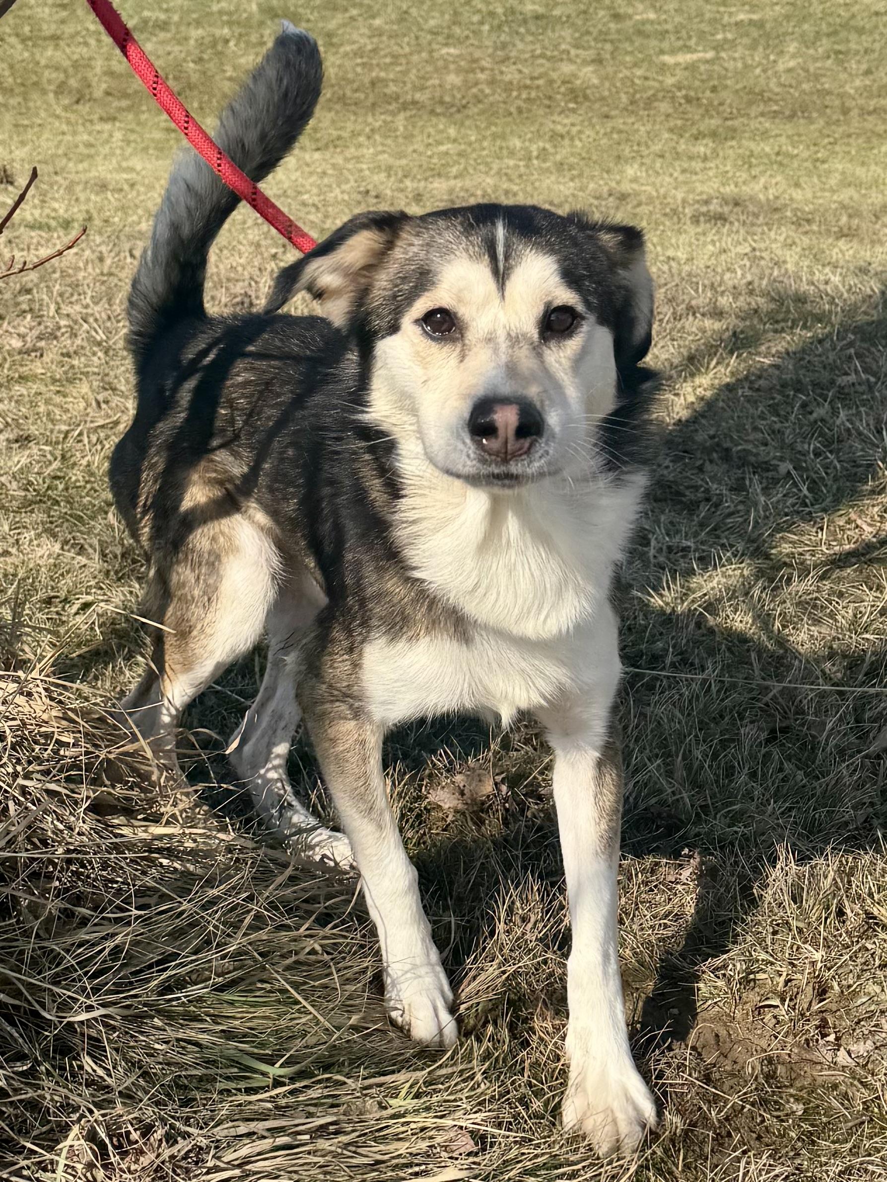 Zulu, adopted, Adult Male Mixed Breed.
