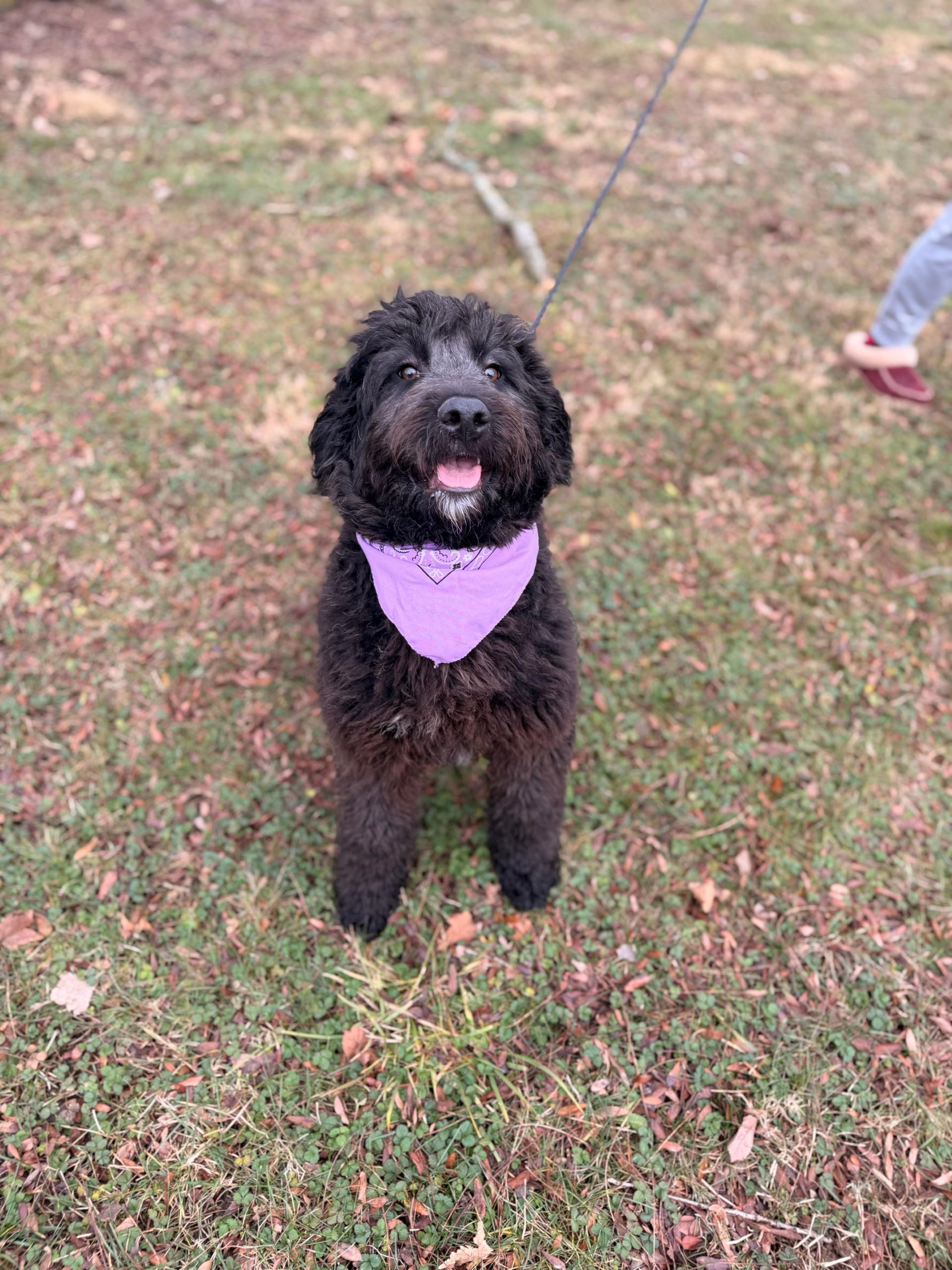Mona, adopted, Young Female Poodle.