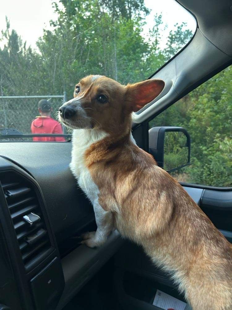 Corkie, Adopted, Young Female Corgi & Pembroke Welsh Corgi.