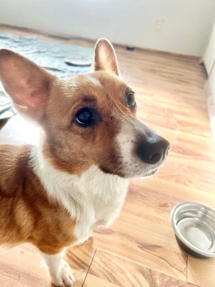 Enlarge Corkie, a Adopted mixed breed in Westport, CT image 2/6