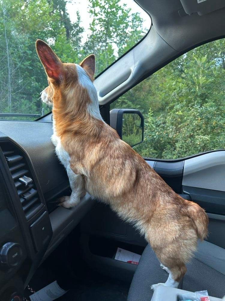 Enlarge Corkie, a Adopted mixed breed in Westport, CT image 3/6