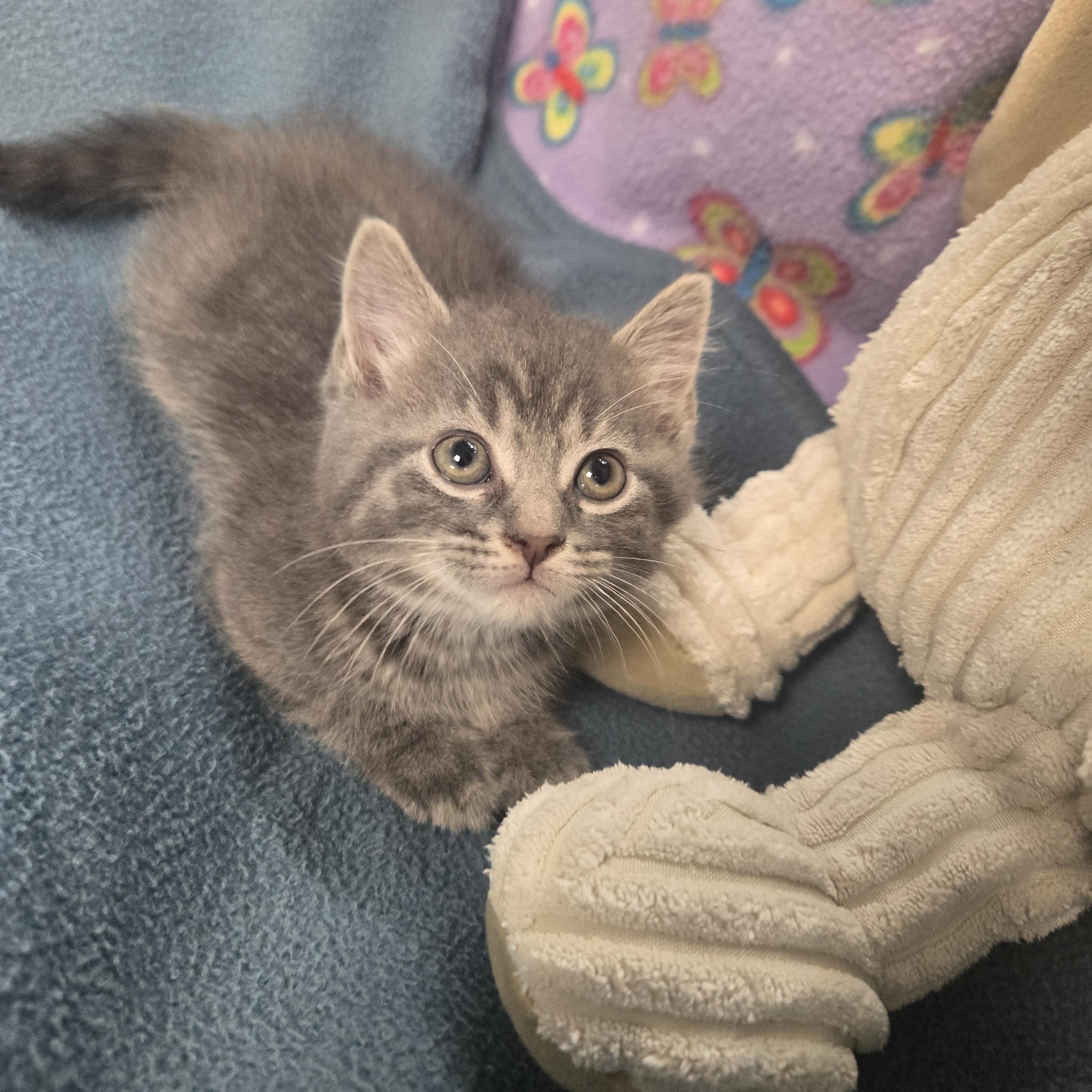 Enlarge Gru, a Adopted Domestic Long Hair in Xenia , OH image 6/6