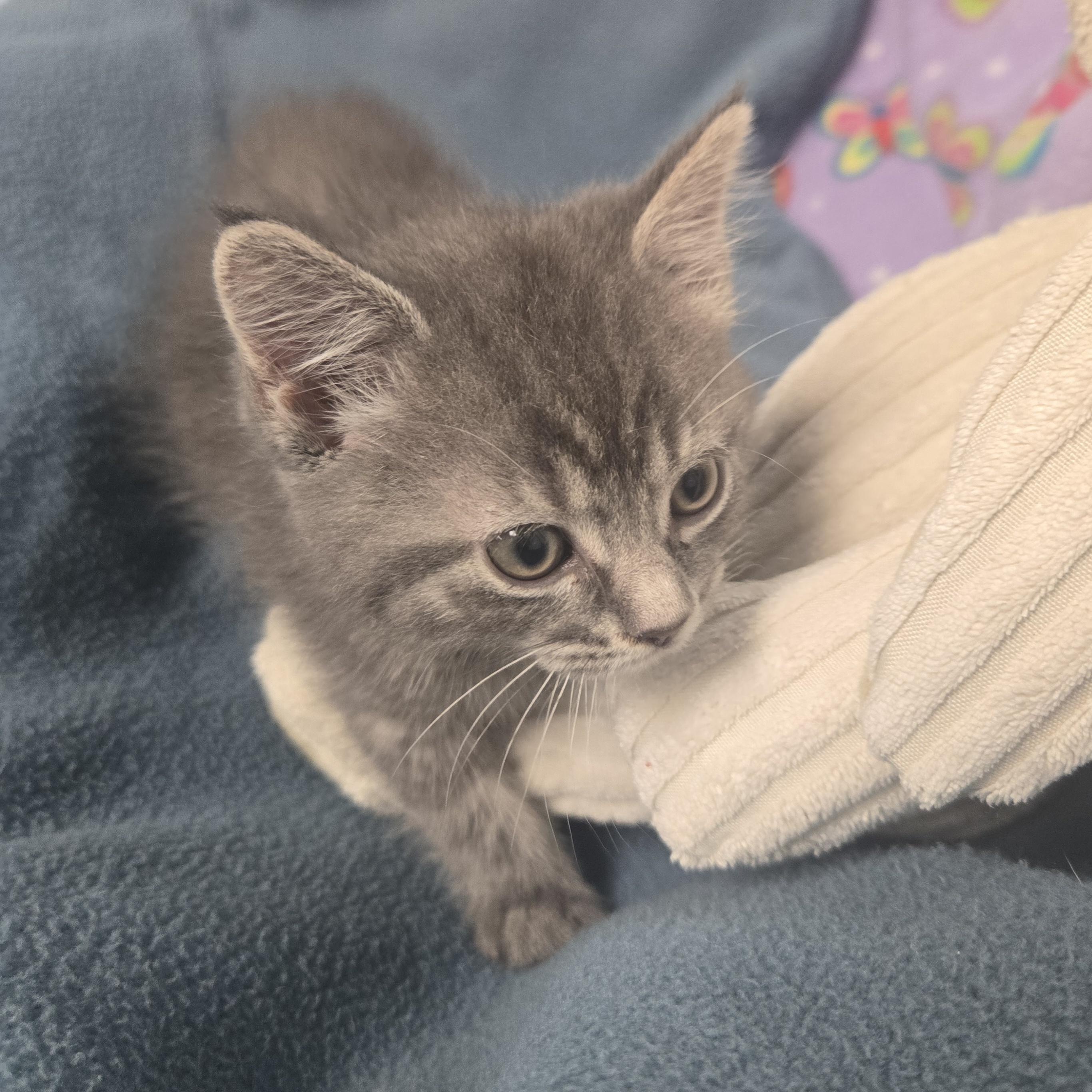 Enlarge Gru, a Adopted Domestic Long Hair in Xenia , OH image 2/6