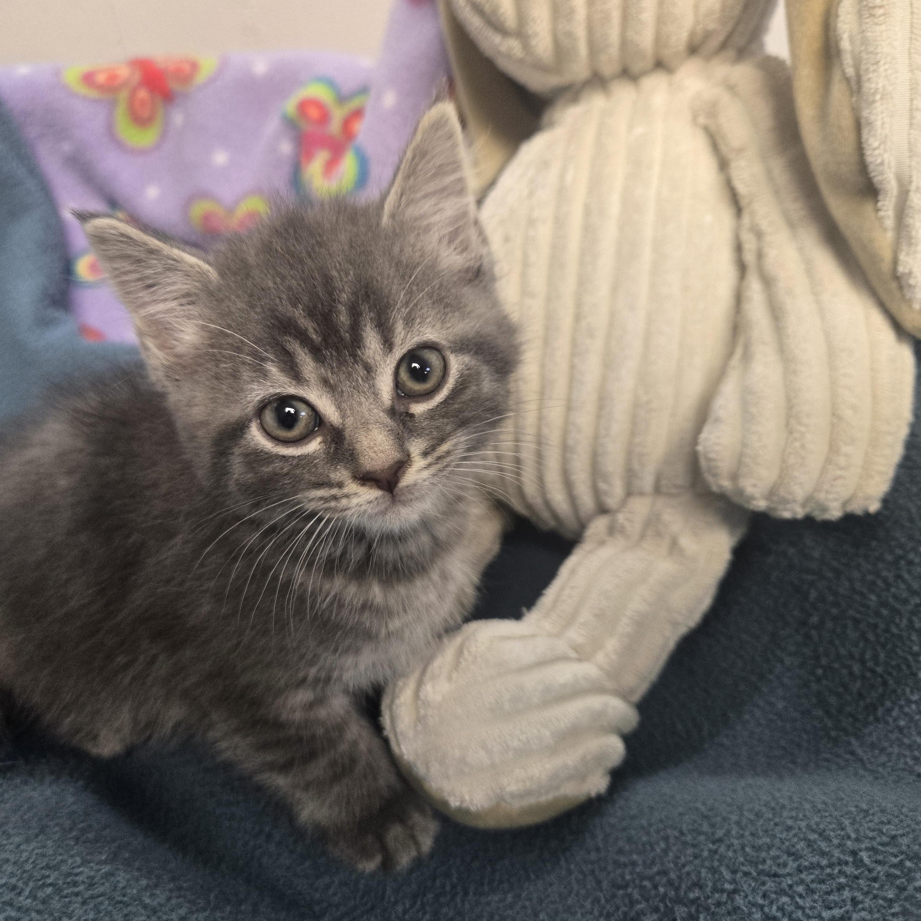 Gru, Adopted, Young Male Domestic Long Hair.