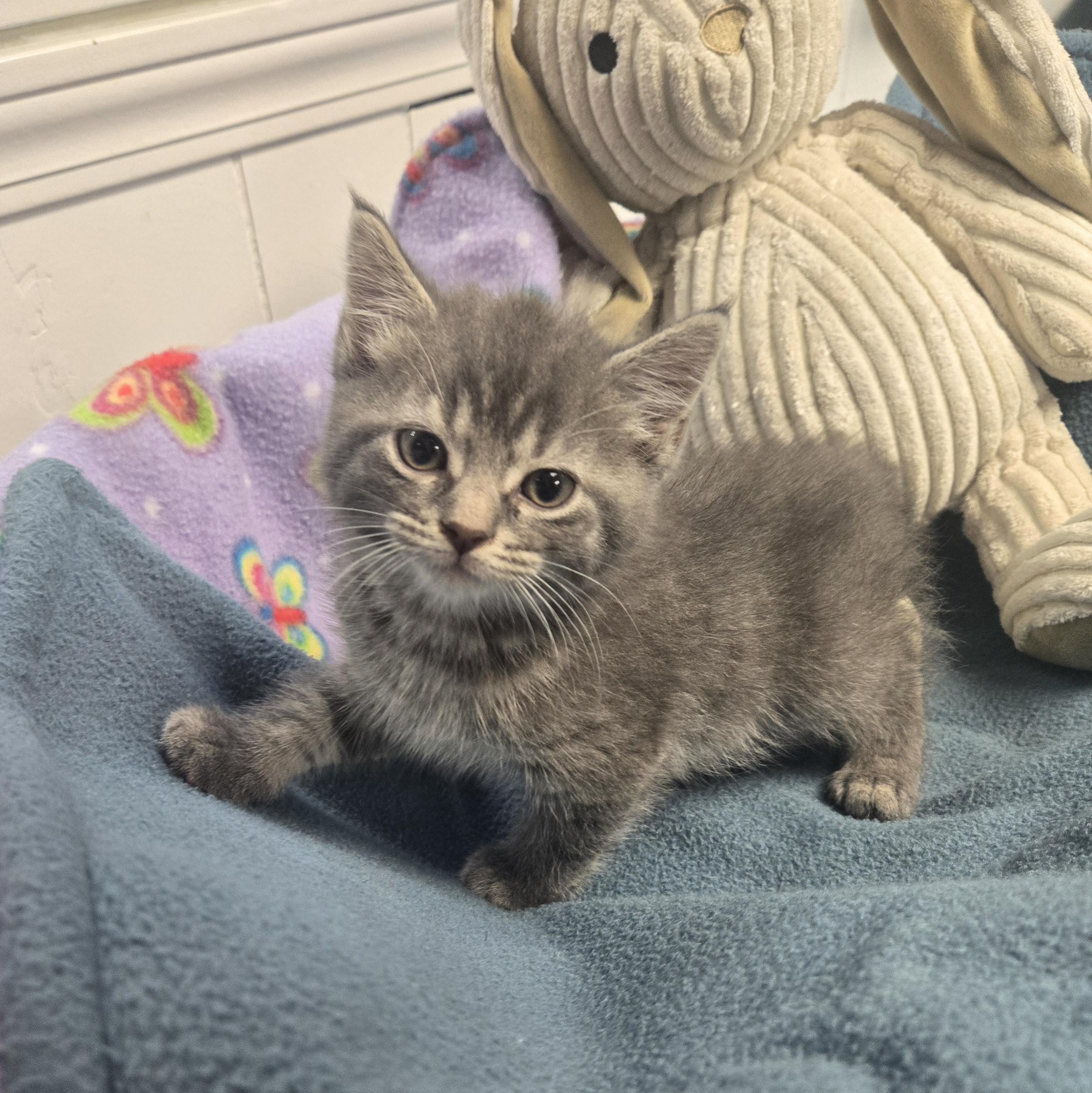 Enlarge Gru, a Adopted Domestic Long Hair in Xenia , OH image 3/6