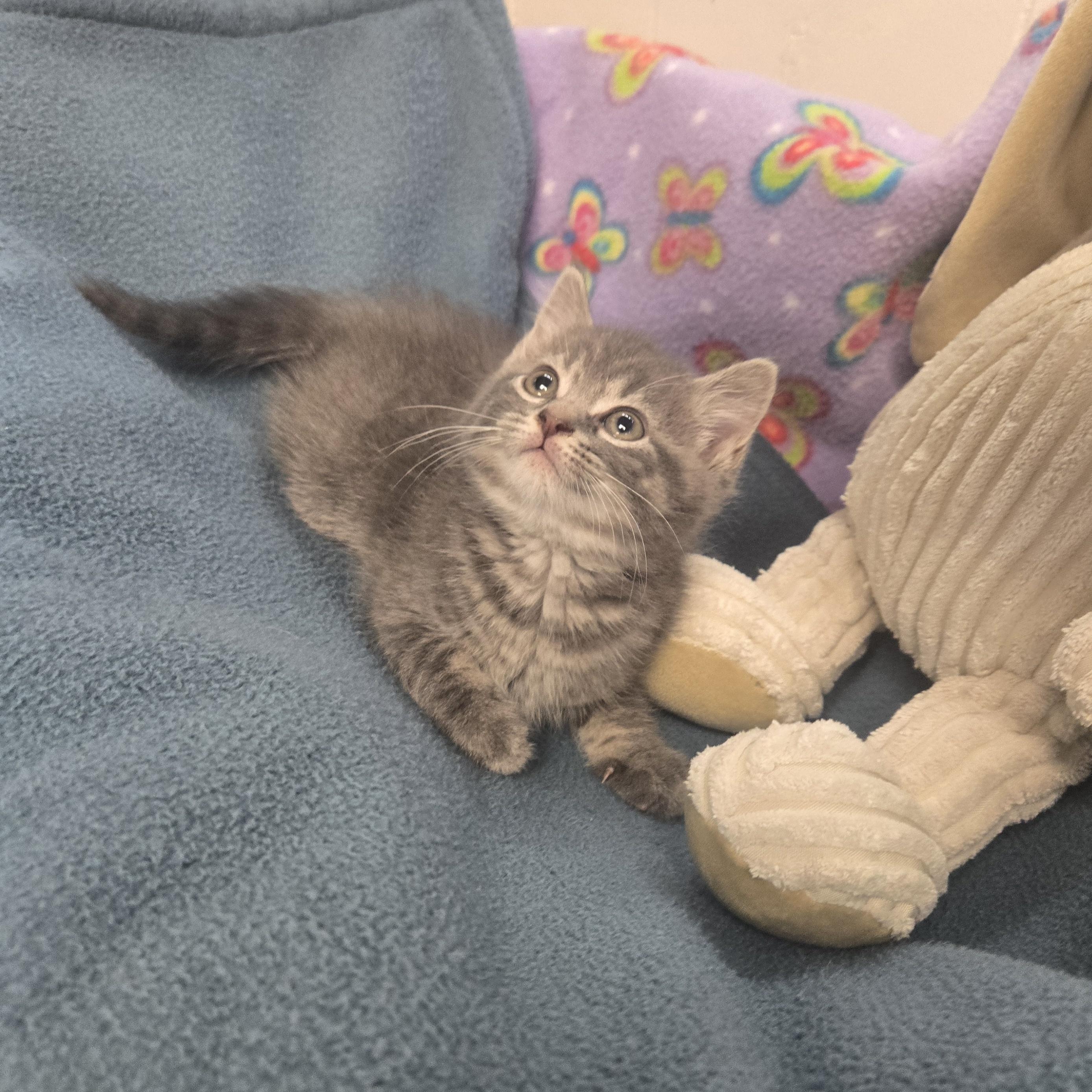 Enlarge Gru, a Adopted Domestic Long Hair in Xenia , OH image 5/6