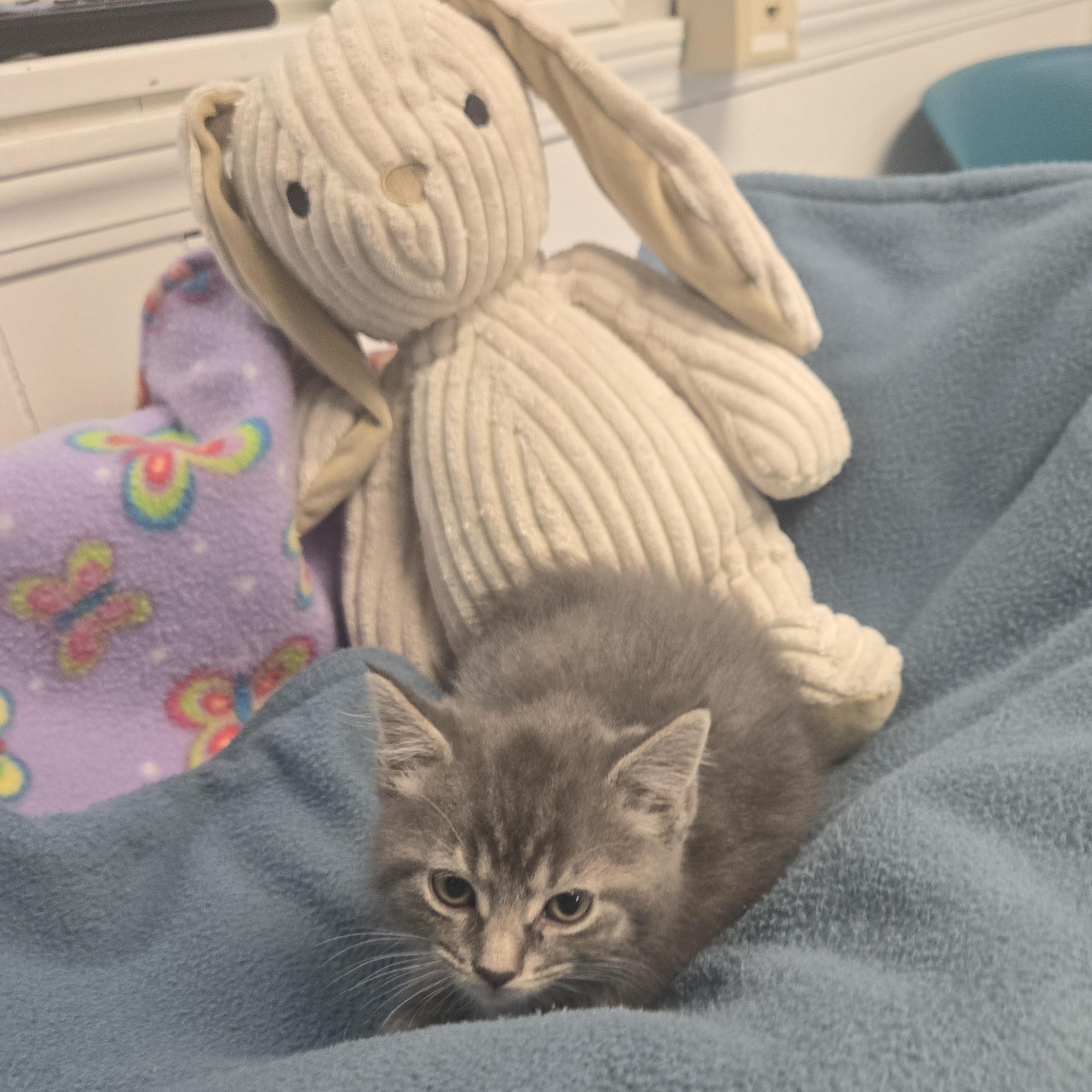 Enlarge Gru, a Adopted Domestic Long Hair in Xenia , OH image 4/6