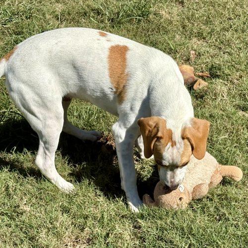 Enlarge Gavin, a Adoptable mixed breed in Wilmington, NC image 3/6