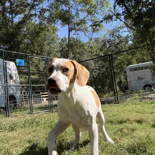 Gavin, Adoptable, Puppy Male Hound & Labrador Retriever.