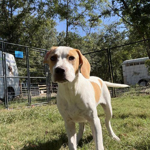 Enlarge Gavin, a Adoptable mixed breed in Wilmington, NC image 4/6