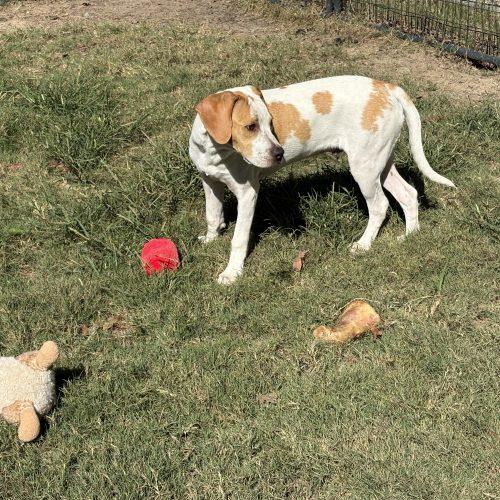 Enlarge Gavin, a Adoptable mixed breed in Wilmington, NC image 5/6