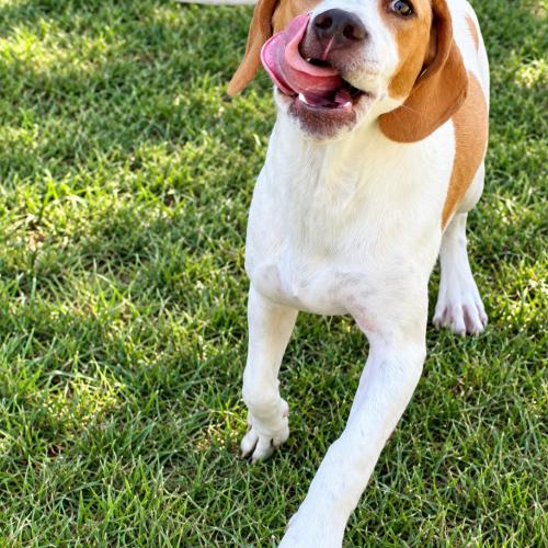 Enlarge Gavin, a Adoptable mixed breed in Wilmington, NC image 6/6