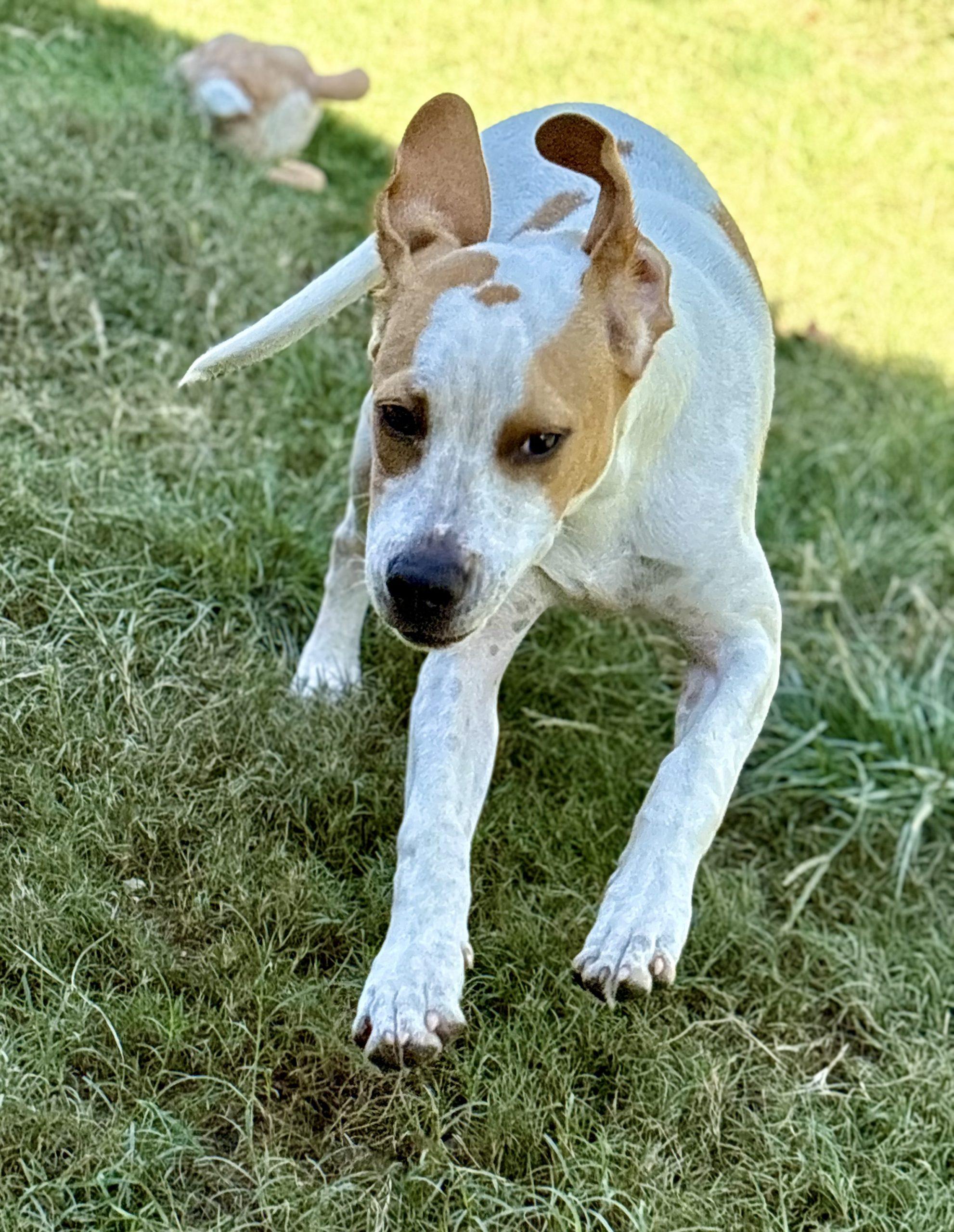 Enlarge Gavin, a Adoptable mixed breed in Wilmington, NC image 2/6