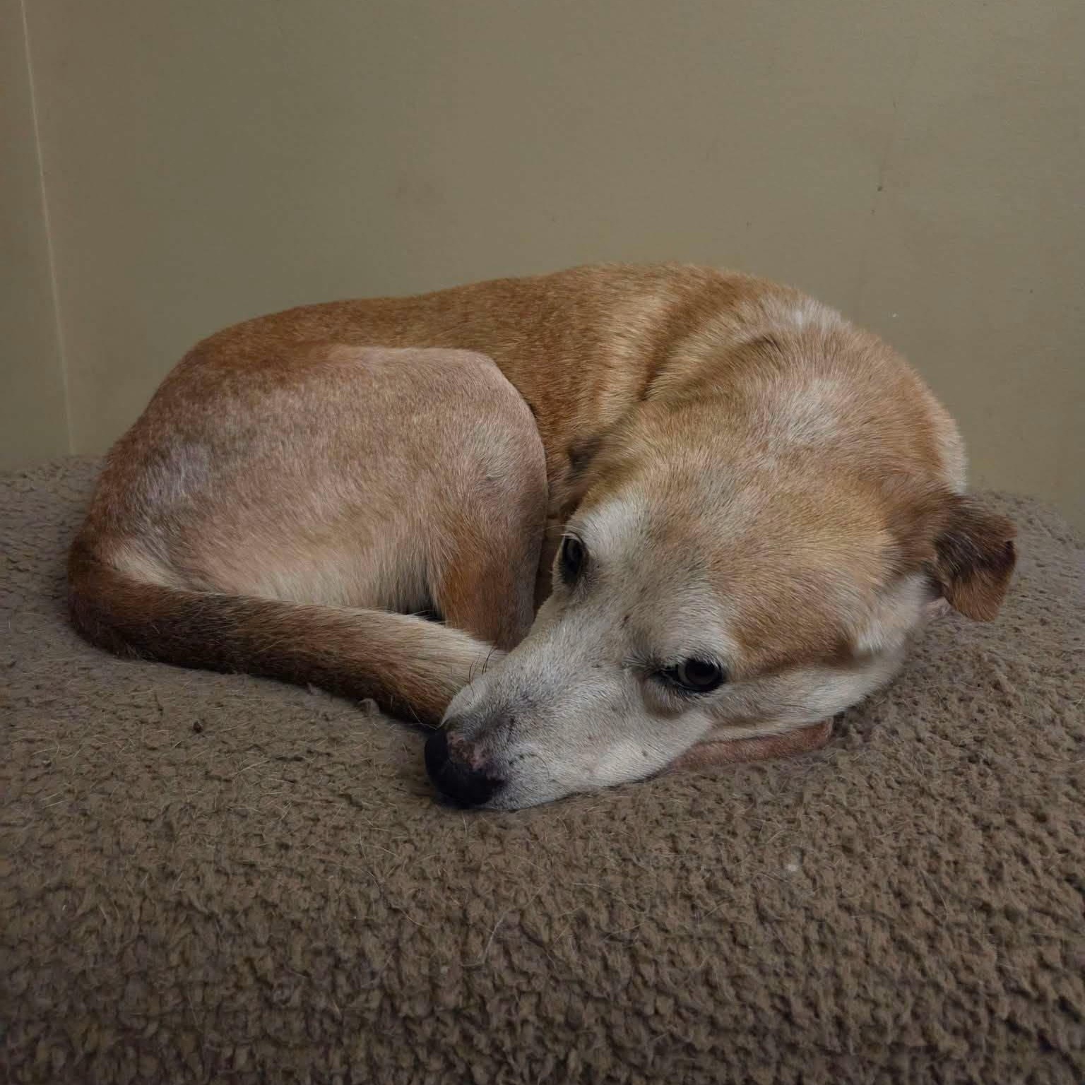 Enlarge Cody, a Adopted mixed breed in Williamsburg, ON image 2/4