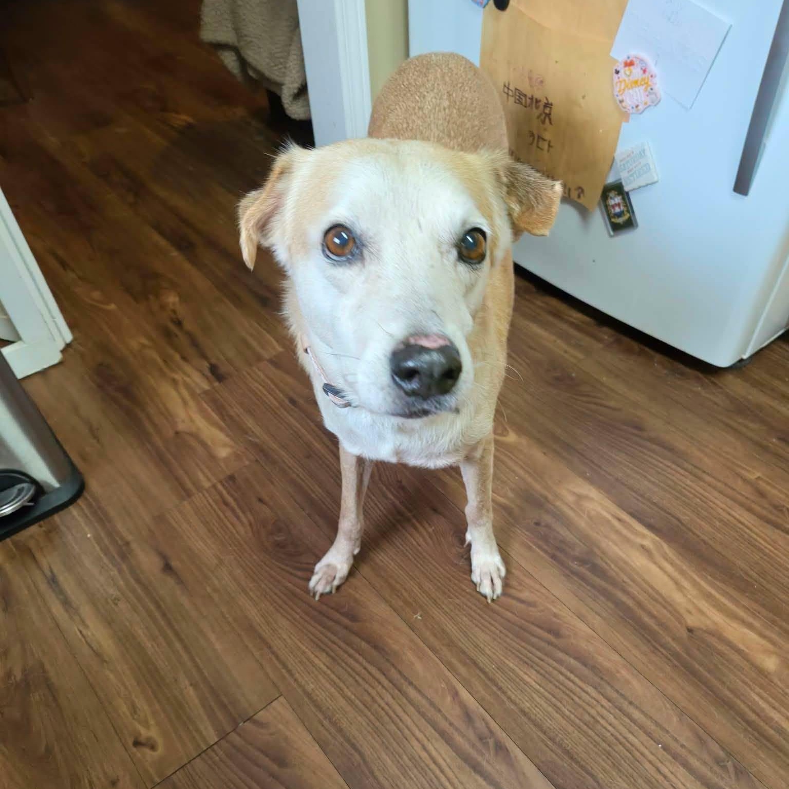 Cody, Adopted, Senior Male Hound & Beagle.