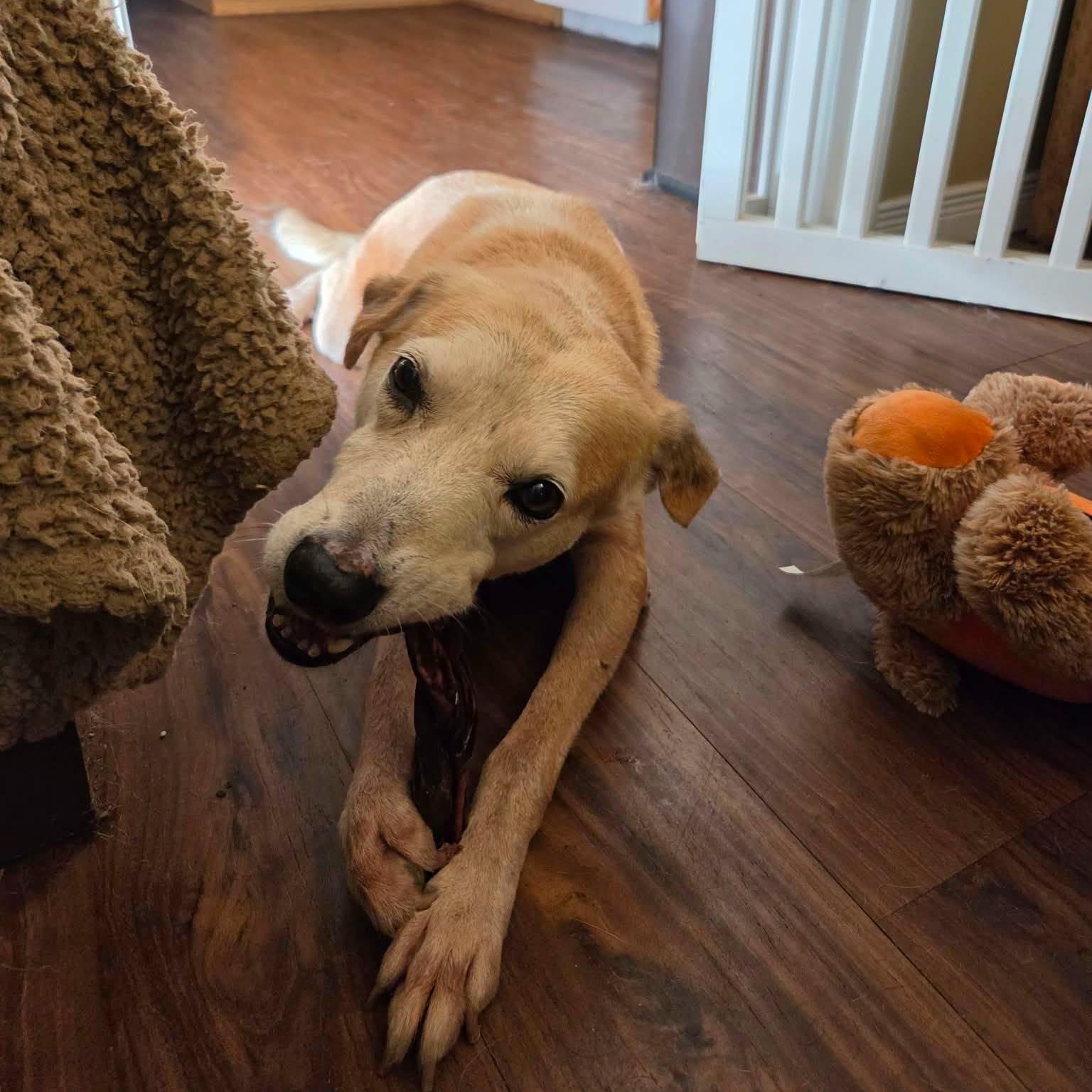 Enlarge Cody, a Adopted mixed breed in Williamsburg, ON image 4/4