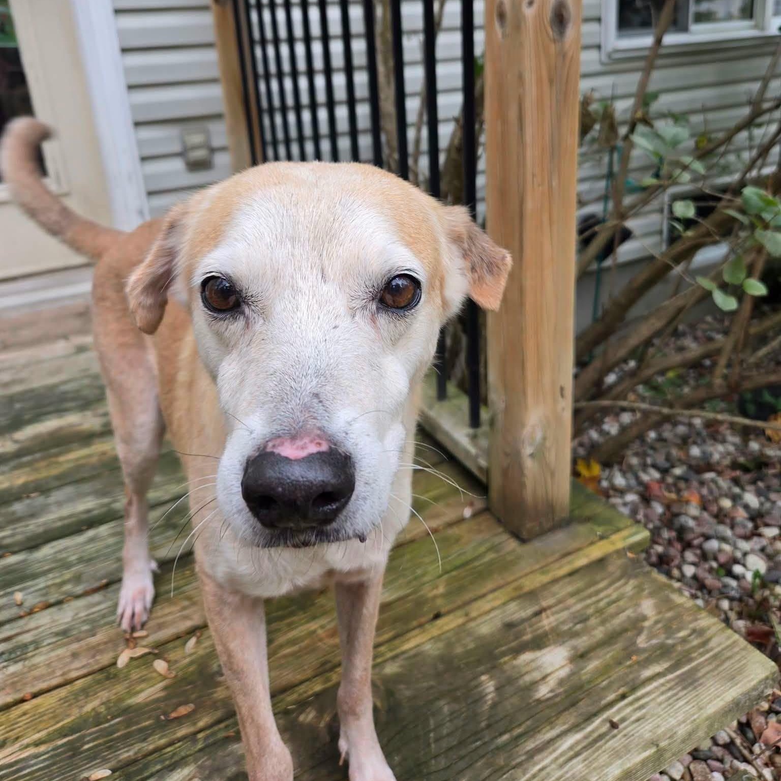 Enlarge Cody, a Adopted mixed breed in Williamsburg, ON image 3/4
