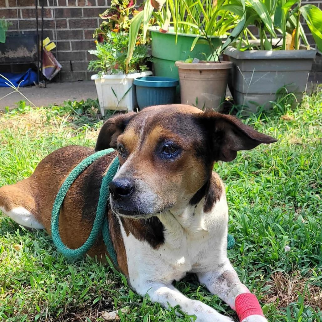 Ginger, Adoptable, Adult Female Beagle & Hound.