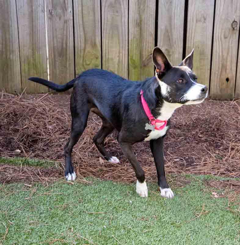 Cecelia, a Adoptable mixed breed in Kennesaw, GA image 2/6