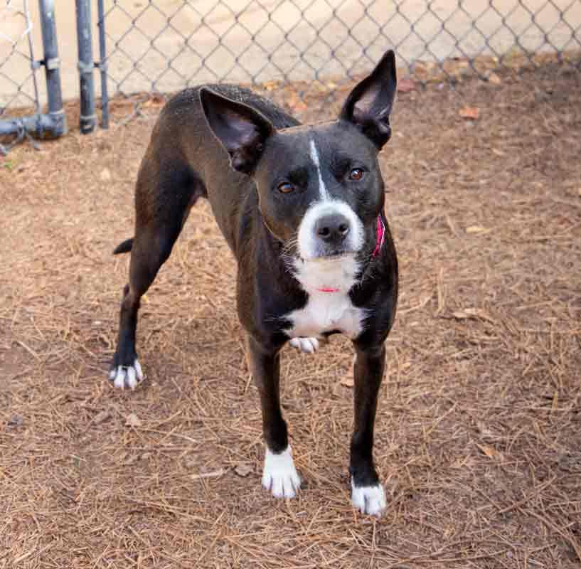 Cecelia, a Adoptable mixed breed in Kennesaw, GA image 3/6
