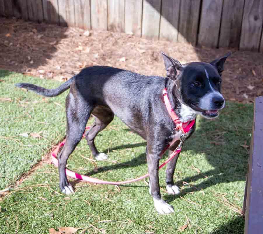 Cecelia, a Adoptable mixed breed in Kennesaw, GA image 4/6