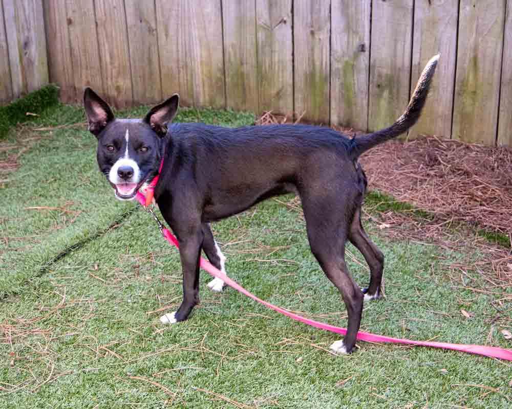 Cecelia, a Adoptable mixed breed in Kennesaw, GA image 5/6