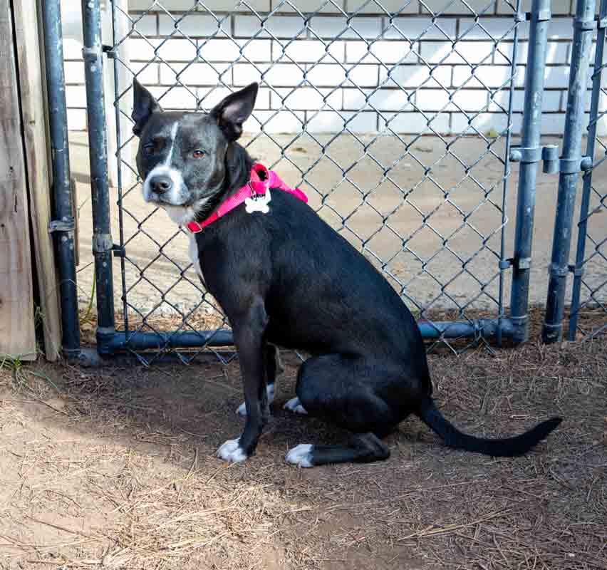 Cecelia, a Adoptable mixed breed in Kennesaw, GA image 6/6
