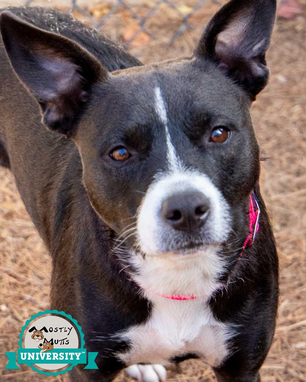 Cecelia, a Adoptable mixed breed in Kennesaw, GA image 1/6