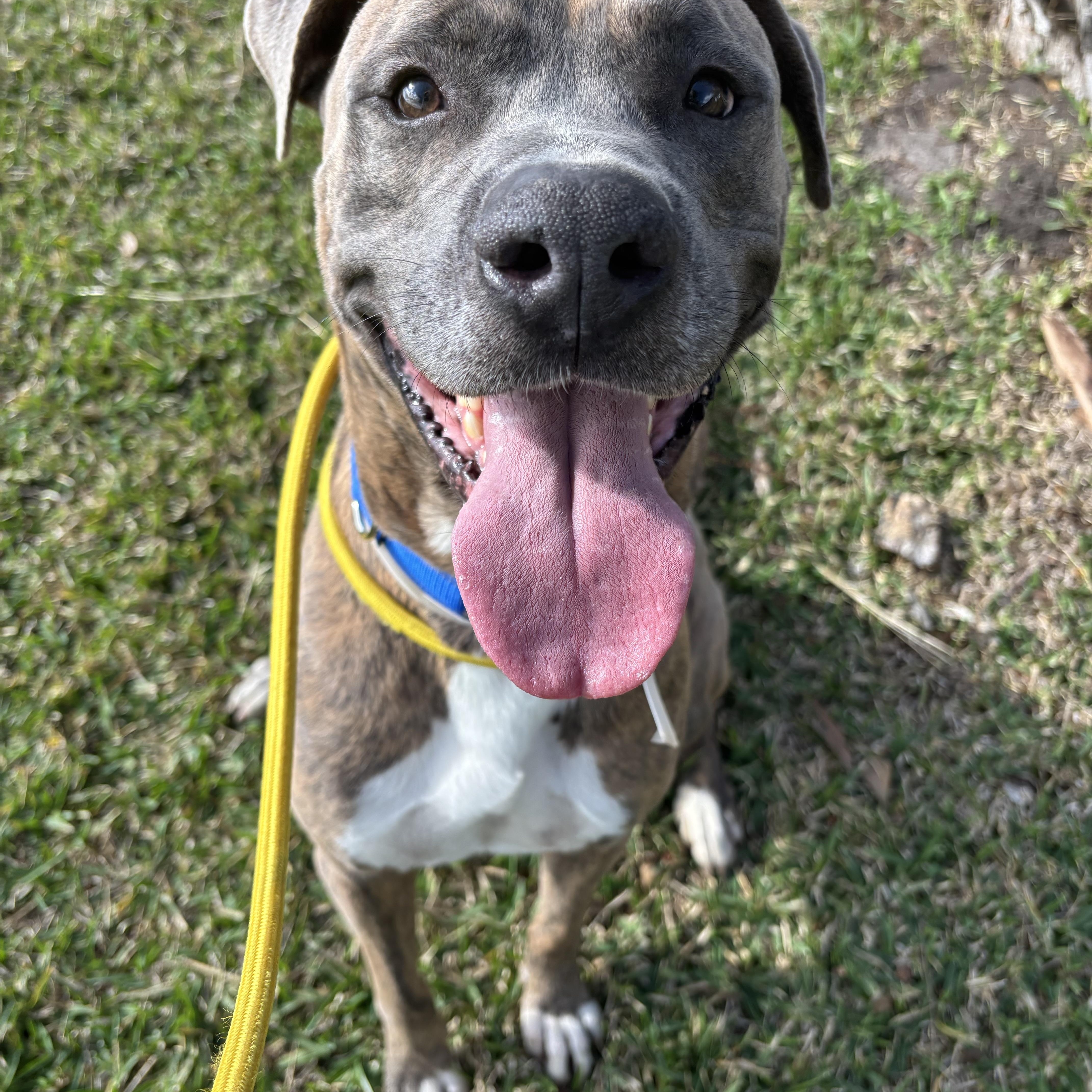Enlarge Brando, a Adoptable mixed breed in Pearland, TX image 2/6