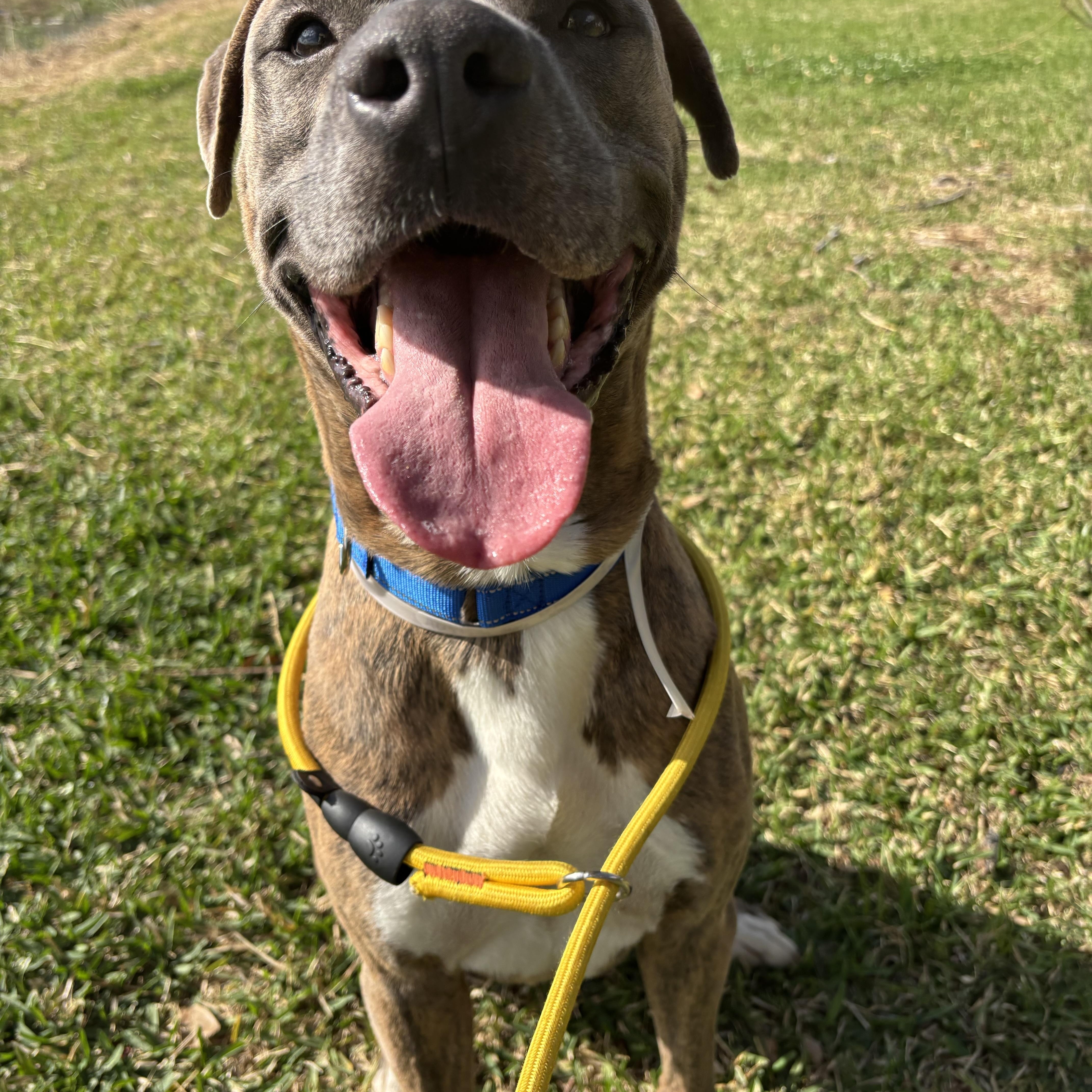 Enlarge Brando, a Adoptable mixed breed in Pearland, TX image 6/6