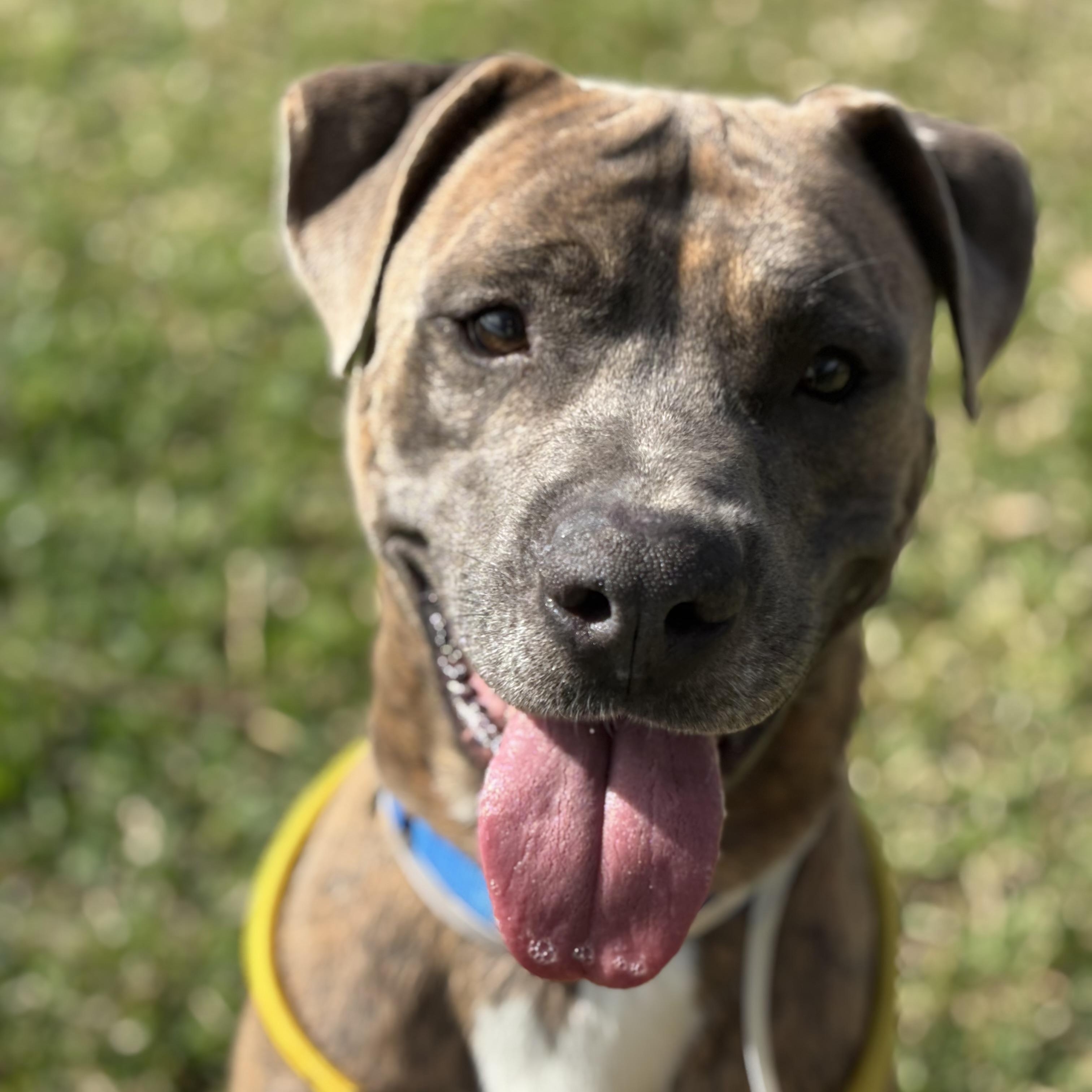 Enlarge Brando, a Adoptable mixed breed in Pearland, TX image 3/6