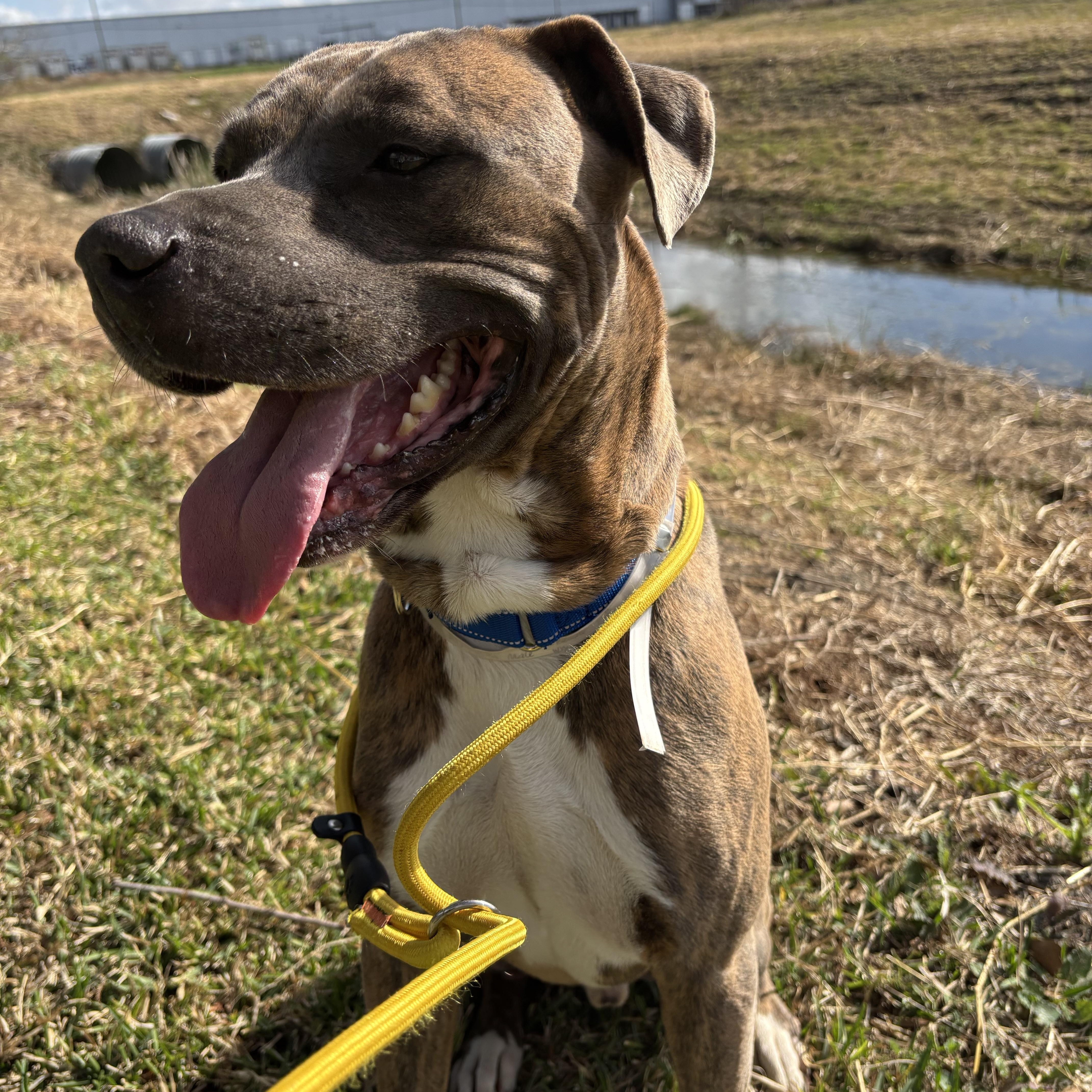 Enlarge Brando, a Adoptable mixed breed in Pearland, TX image 5/6