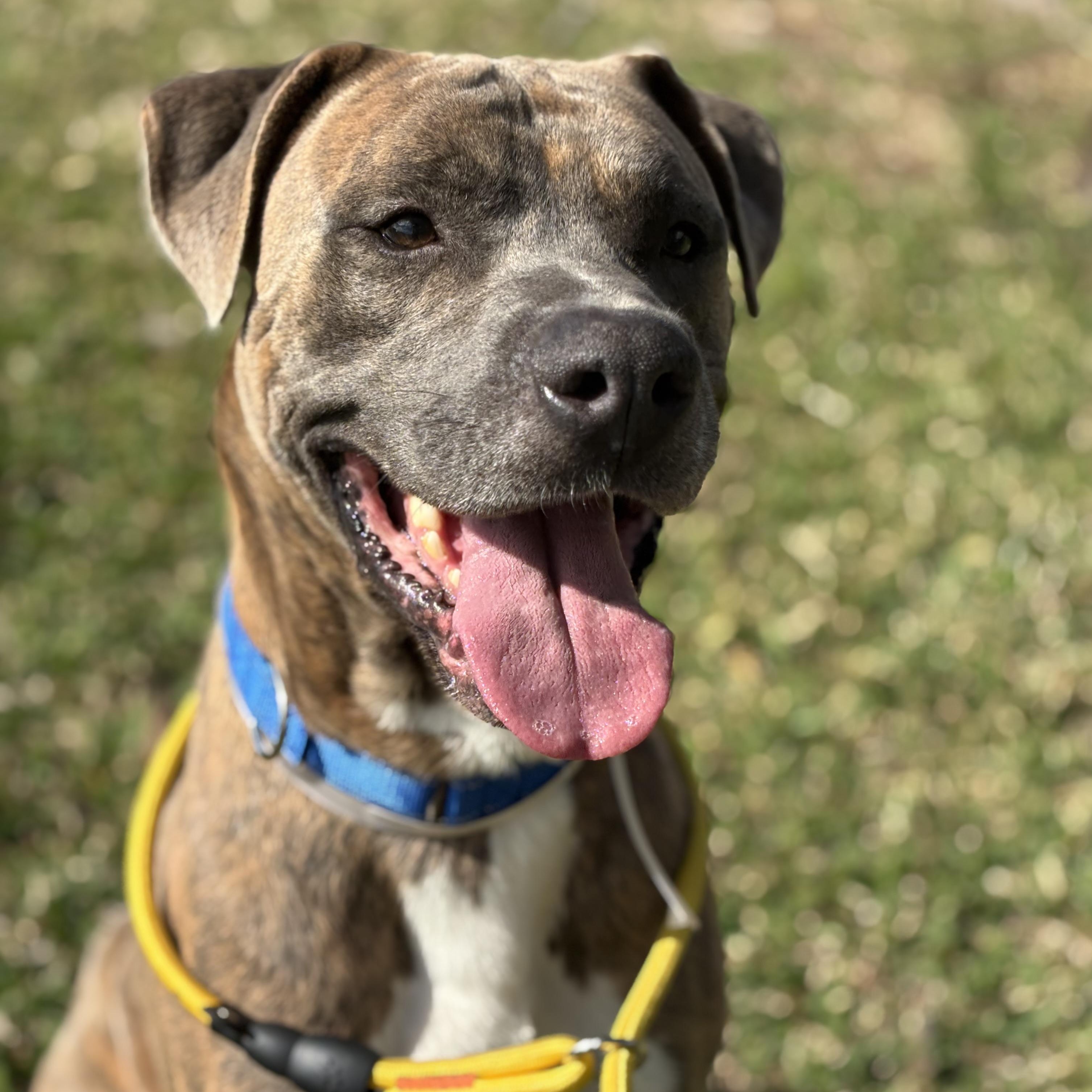 Enlarge Brando, a Adoptable mixed breed in Pearland, TX image 1/6