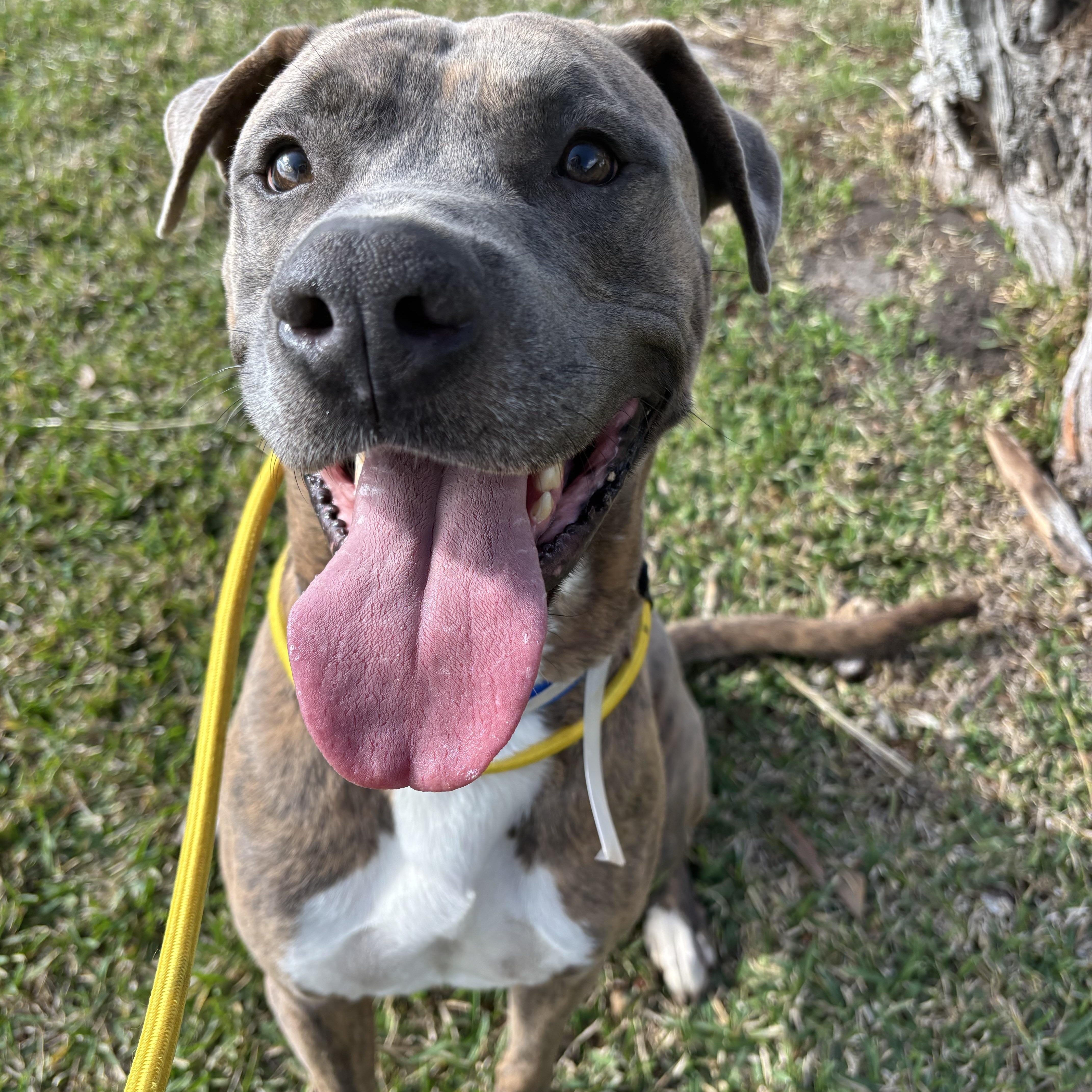 Enlarge Brando, a Adoptable mixed breed in Pearland, TX image 4/6