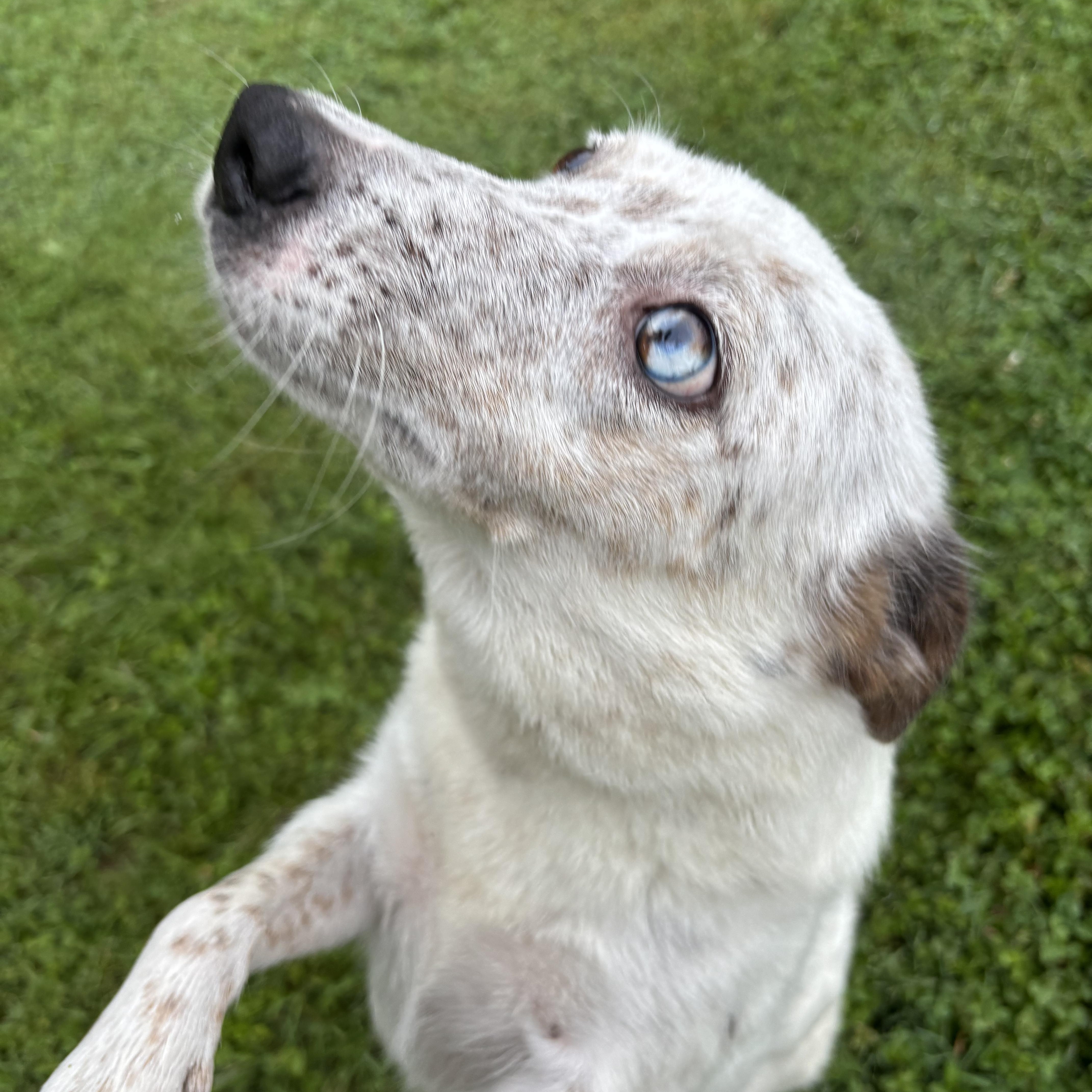 Chickpea, an adopted mixed breed in Circleville, OH image 2/2