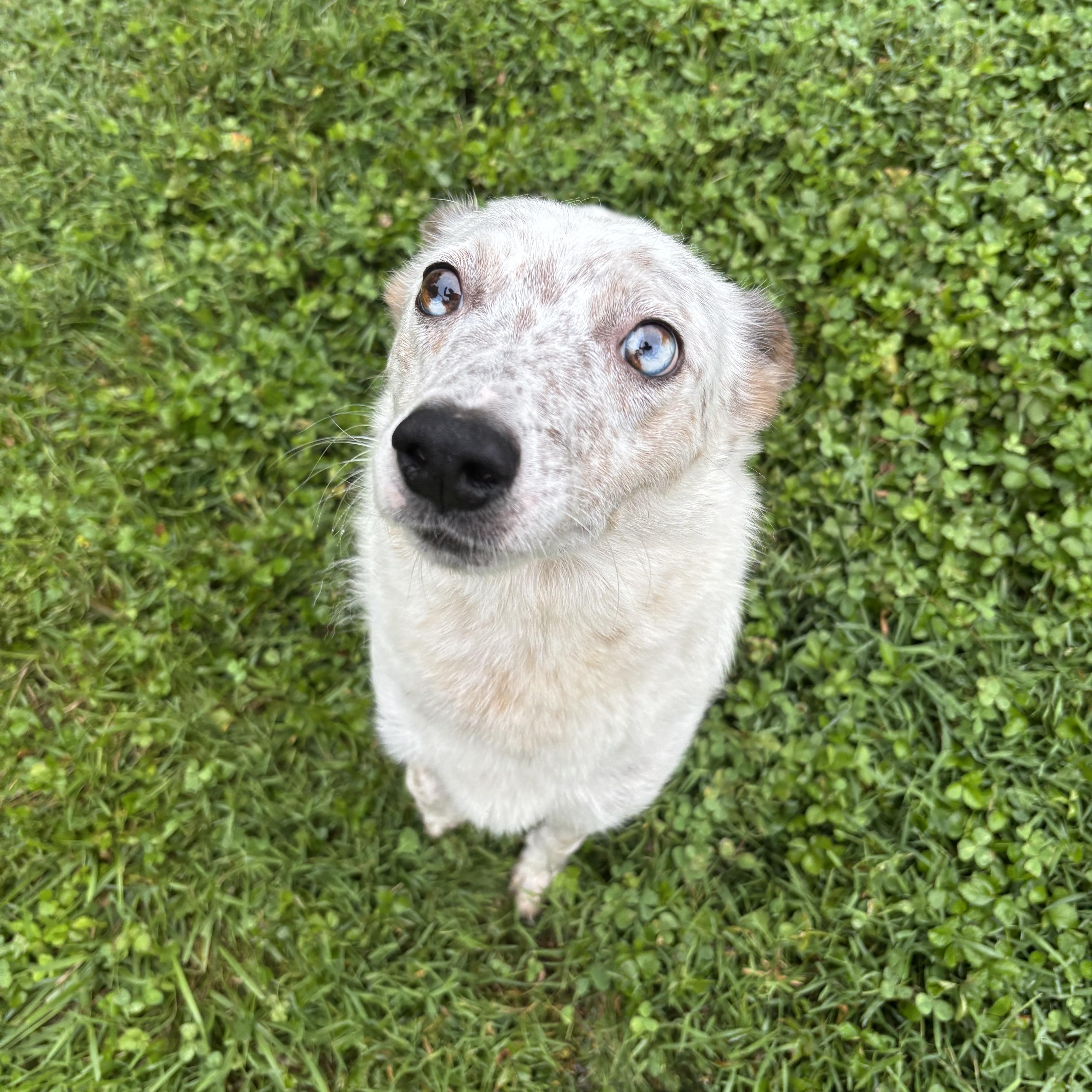 Chickpea, adopted, Young Female Australian Cattle Dog / Blue Heeler.