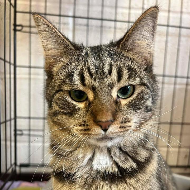 Wesley, Adoptable, Young Male Domestic Short Hair.
