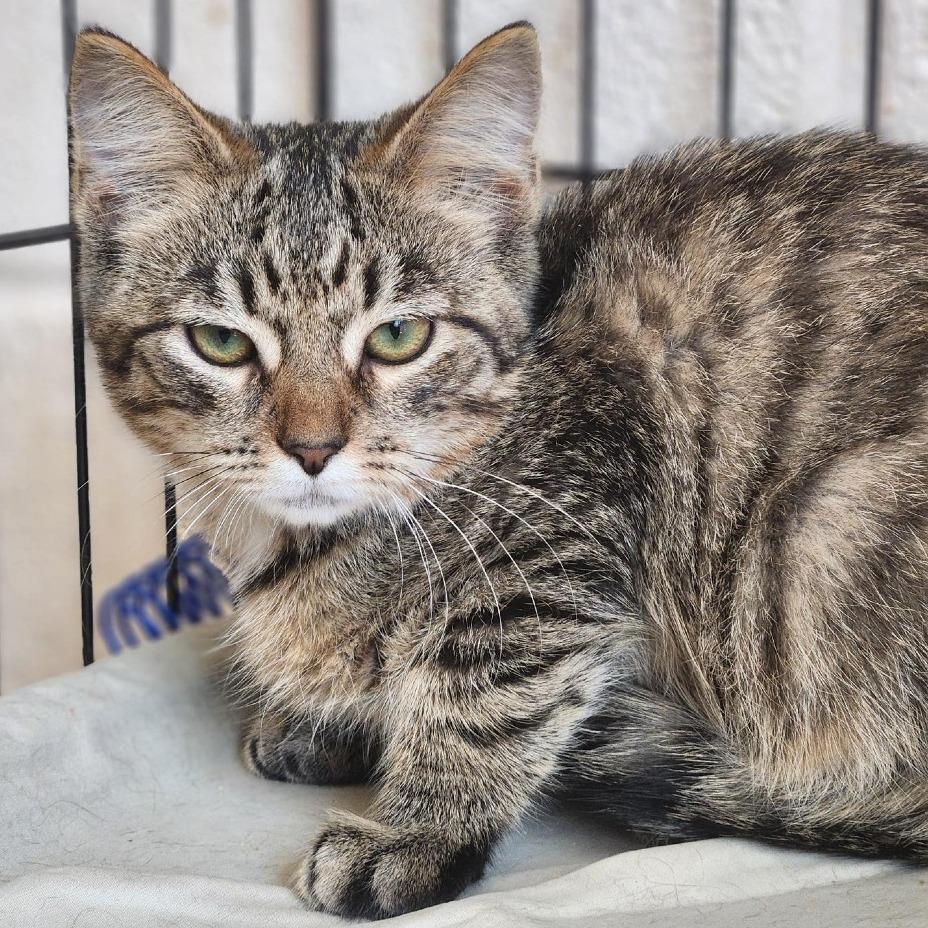 Wesley, a Adoptable Domestic Short Hair in Waynesboro, PA image 2/2