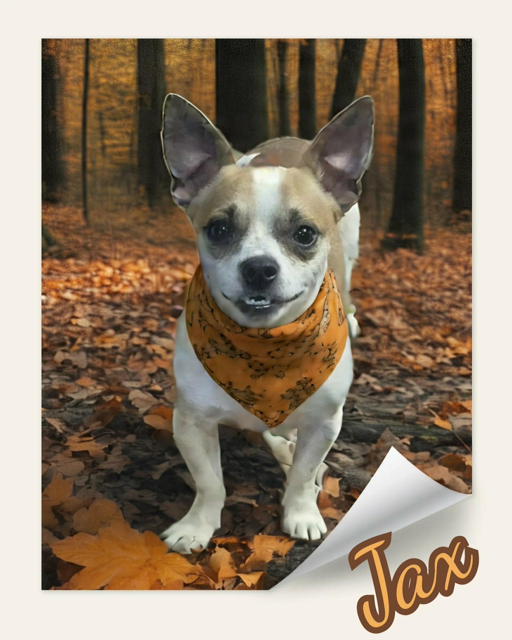 Who can resist the face of Jax? Jax is a Chihuahua and Jack Russel mix who weighs 11.5 Lbs. and was