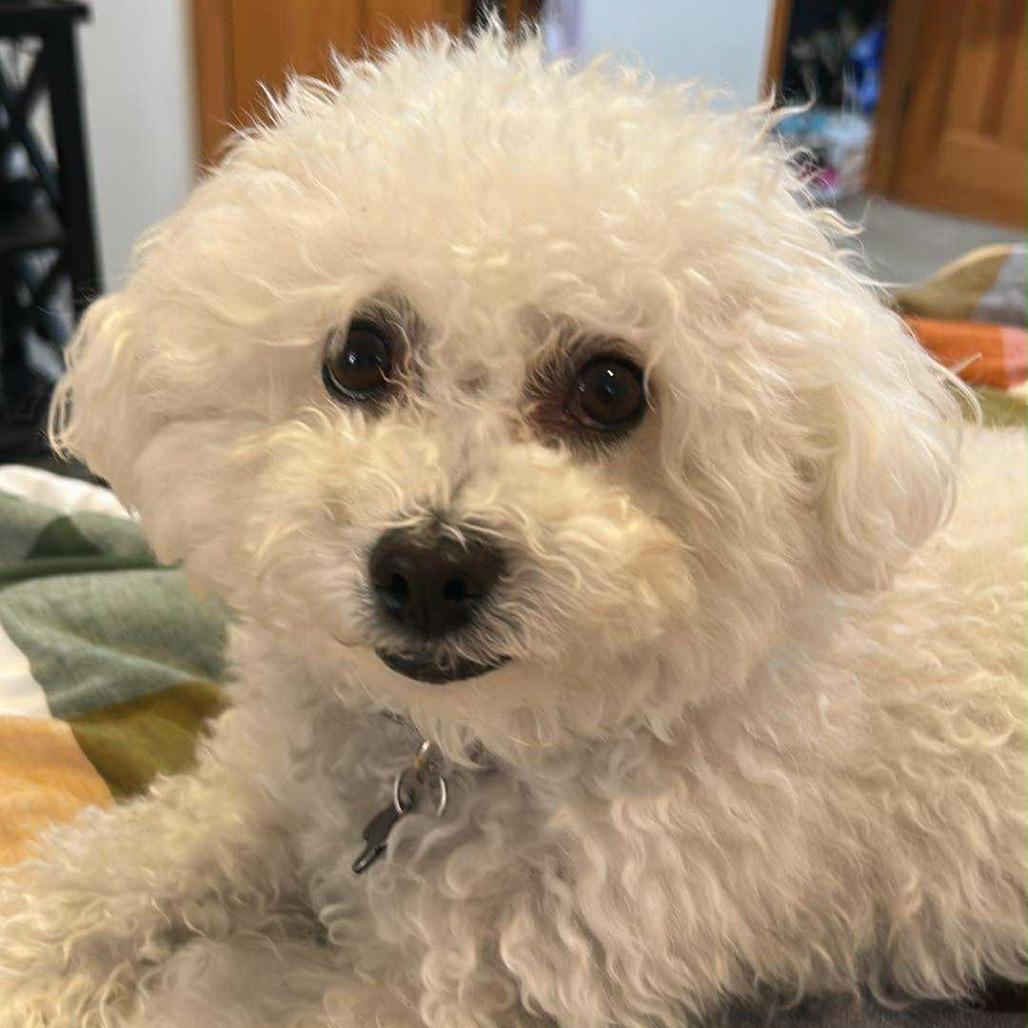 Enlarge Bolt/Barney, a Adoptable Maltese image 1/1