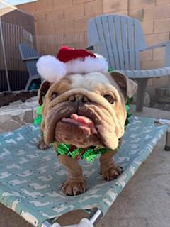 Chomps, Adoptable, Adult Male English Bulldog.