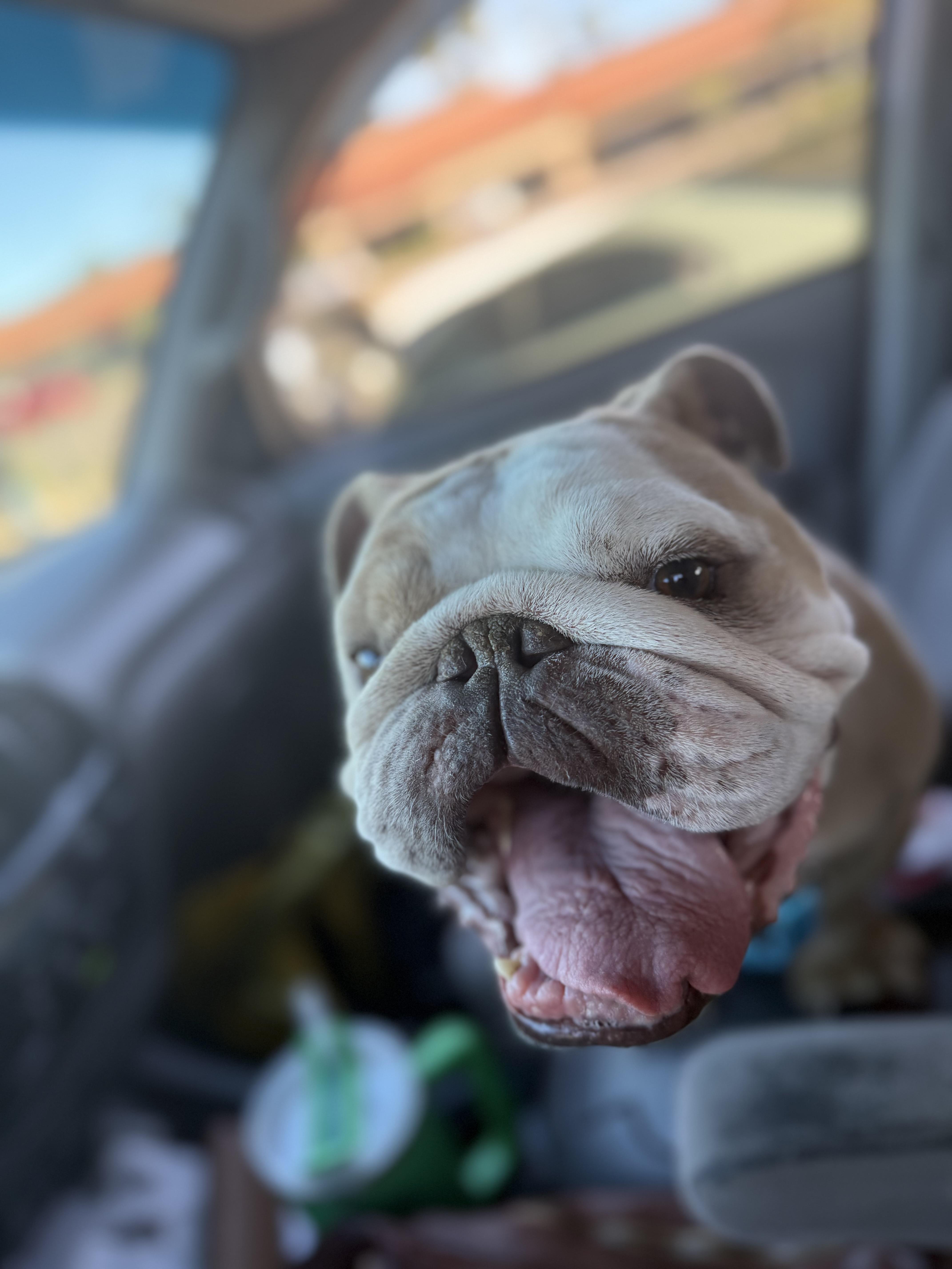 Chomps, a Adoptable English Bulldog in Mesa, AZ image 2/6