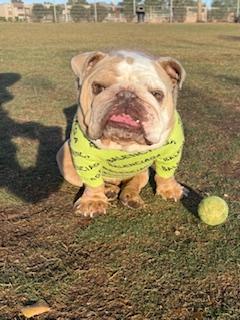 Enlarge Chomps, a Adoption Pending English Bulldog in Mesa, AZ image 2/6