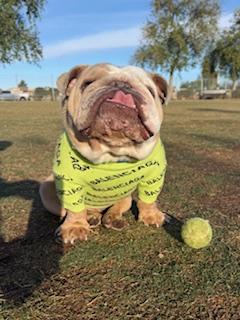 Enlarge Chomps, a Adoption Pending English Bulldog in Mesa, AZ image 3/6